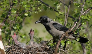 Stagione venatoria in Campania